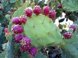 Prickly-pear-cactus.jpg