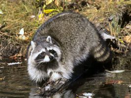 tennessee raccoon stream all