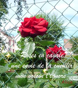 Haiku-rose-cavale