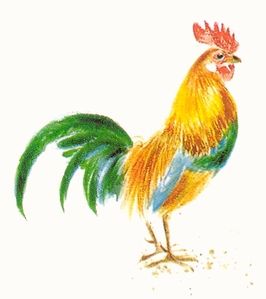 coq