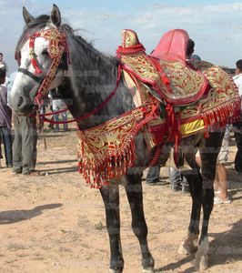 20100426-SidiMBark02