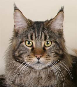 maine-coon-cat-breed.jpg
