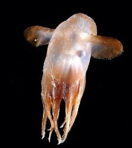 nouvelle-espece-de-pieuvre-dumbo-genre-grimpoteuthis 8975 w