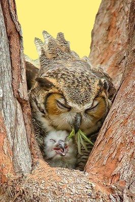 animal-oiseau-chouettes-00-art.jpg