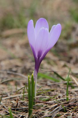 130425 Vallon de Combau 001