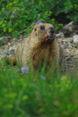 marmota-baibacina-ili-alatau2--Small-.jpg