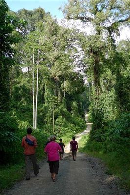 foret-autour-du-Borneo-Rainforest-Lodge-Danum-Valley--2---S.JPG