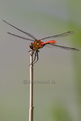 Anisoptère Sympetrum rouge sang