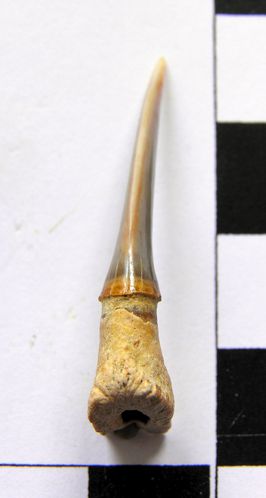 dent rostrale de Pristiophorus lanceolatus 1b