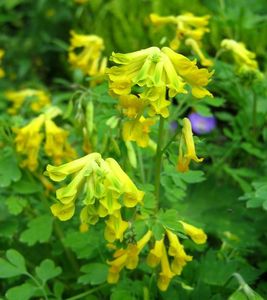 corydalis-lutea-15-juil-09-031.jpg