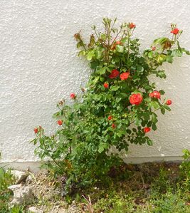 rosier-angle-jardin-1_01.jpg