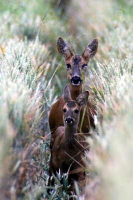 animal chevreuil autres-animaux-hainvillers-france-11062778