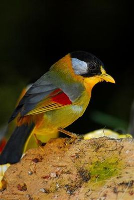 silver-eared-mesia-frasers-hill2--Small-.jpg