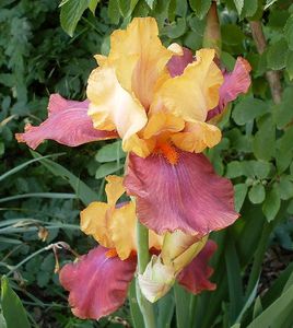 iris et lumière 2