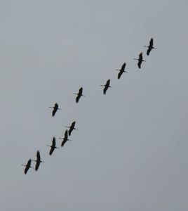 grues-fevrier-2010.jpg