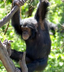 Chimpanzé 1
