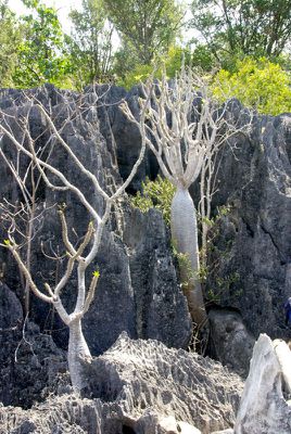 Madagascar, les Tsingy de Bemarha