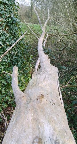 arbre mort.5