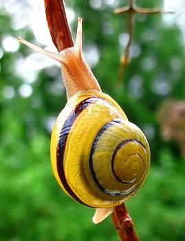 escargot-jardin-par-mad-max-wiki-commons.jpg