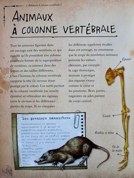 La-grande-galerie-des-squelettes--4.JPG