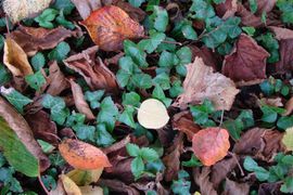 DSC032561009