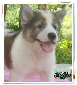 thai-bangkaew-chien-thailandais-rare