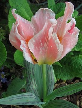 tulipa-Mary-Ann5-21-avr-14.jpg