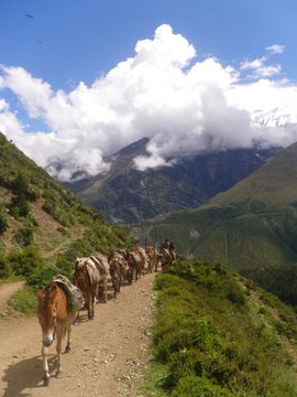 00440---NEPAL---ANNAPURNA-ROUND-TREK--8-.JPG