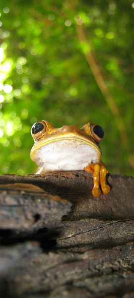 Hyla geographica