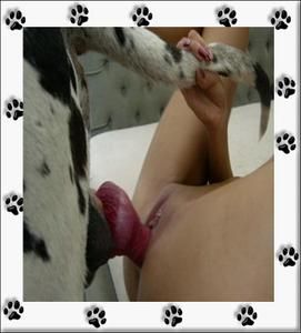 positions sexuelles le sexe avec des animaux positions sexuelles le sexe avec des animaux