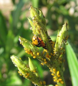 Marre De Ces Pucerons Jaunes Sur Nos Lauriers Roses Lorgues Nature Environnement Var En Transition 2 Blogs En 1