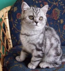 Purshanty-British-Shorthair-Kitten.jpg