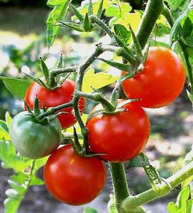 Tomates.jpg