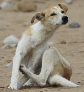 Chien Maroc ER