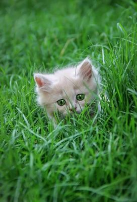 animal-chat-23.jpg