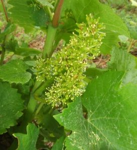 fleur-Pinot-1-juin-09