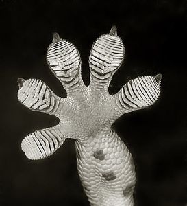 patte-de-gecko-avec-lamelles-david-clements-wiki.jpg