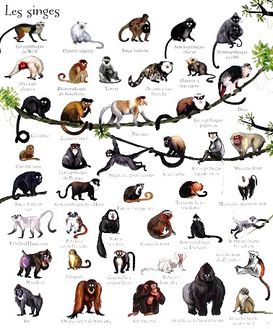 1000-animaux-en-images-3.JPG