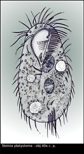 Steiniaplatystoma-web.jpg