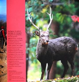 Japon-Vacances-8.JPG