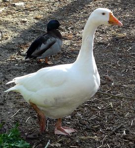 oie-canard-ensemble.jpg