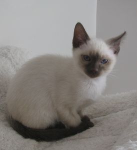 chatons-octobre2012-3425.JPG