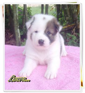 chiot-thai-bangkaew-bebe5