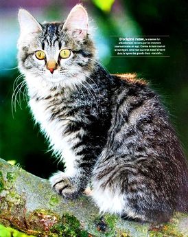 Sublimes-chats-2.JPG