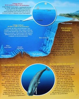 Les-Abysses-La-grande-imagerie-3.JPG