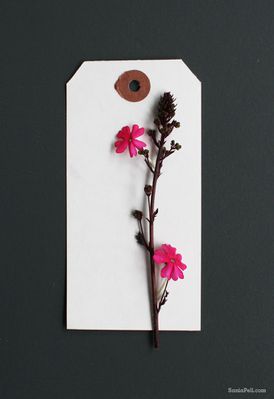 sania-pell-floral-experiments-7.jpg