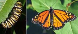conservation-papillon-monarque-migration.jpg