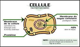 Cellule.jpg