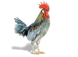 delaware-bird-blue-hen-chicken.gif