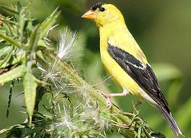 washington-bird american goldfinch